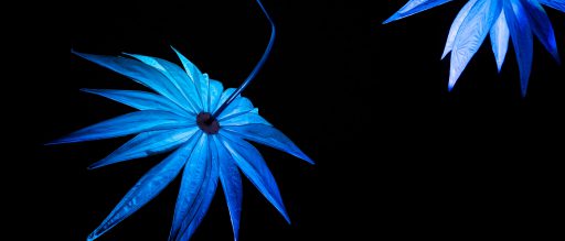 Two large blue light flowers on a black background
